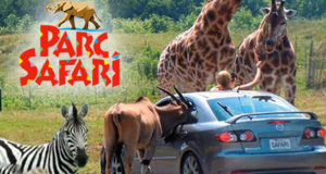 Forfait familial au Parc Safari