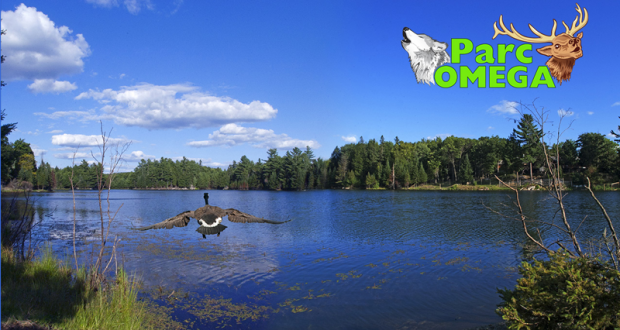 Forfait famille au Parc Omega