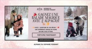 Gagnez une balade avec 2 alpagas pour 4 adultes et 4 enfants